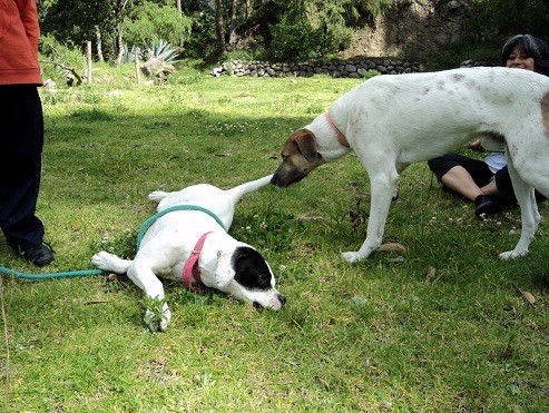 Lucky & Tobby jugando